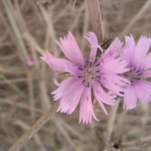 Photographie n°233203 du taxon Cichorium intybus L. [1753]