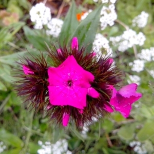 Photographie n°233307 du taxon Dianthus barbatus L. [1753]