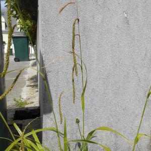 Photographie n°233316 du taxon Carex pendula Huds.