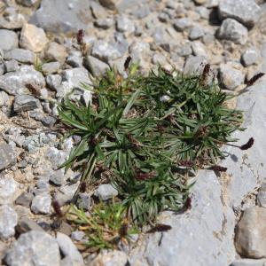 Photographie n°233389 du taxon Plantago alpina L.