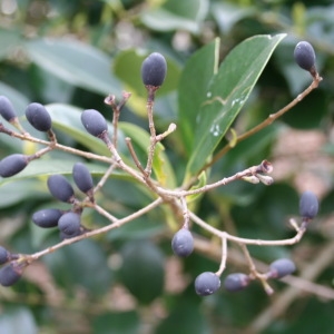 Photographie n°233437 du taxon Ligustrum japonicum Thunb. [1780]