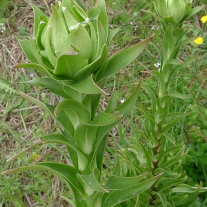 Lilium candidum var. peregrinum Baker (Lis blanc)