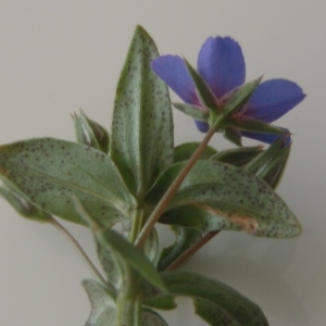 Photographie n°233465 du taxon Anagallis caerulea L. [1759]