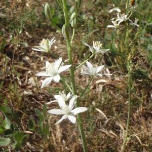 Photographie n°233496 du taxon Ornithogalum narbonense L. [1756]