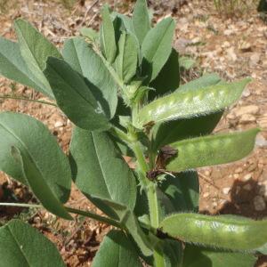 Photographie n°233509 du taxon Vicia narbonensis L. [1753]