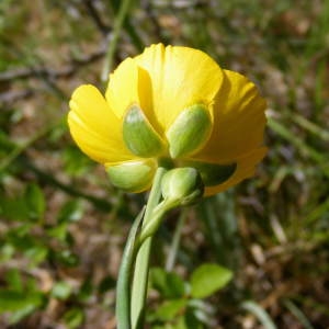 Photographie n°233534 du taxon Ranunculus gramineus L. [1753]