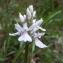  Jean-Claude Echardour - Dactylorhiza maculata subsp. ericetorum (E.F.Linton) P.F.Hunt & Summerh. [1965]