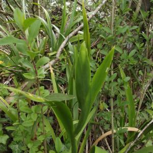 Photographie n°233567 du taxon Iris foetidissima L. [1753]