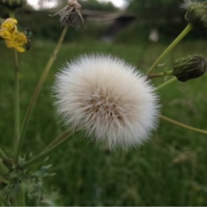 Photographie n°233597 du taxon Sonchus oleraceus L. [1753]