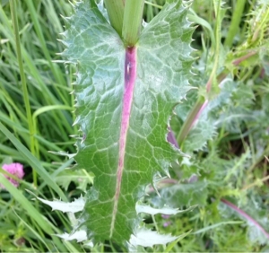 Hervé GOËAU, le 14 mai 2014 (Palaiseau)