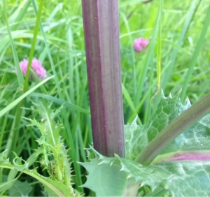Hervé GOËAU, le 14 mai 2014 (Palaiseau)