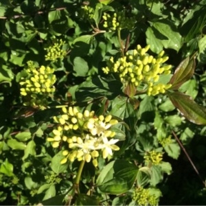 Photographie n°233622 du taxon Cornus sanguinea L. [1753]