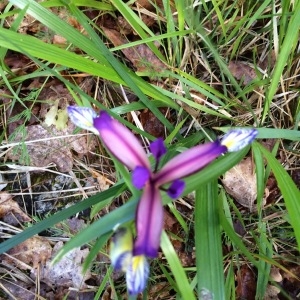 Photographie n°233624 du taxon Iris spuria L. [1753]