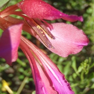 Photographie n°233643 du taxon Gladiolus italicus Mill. [1768]