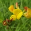  Jean-Claude Echardour - Lotus corniculatus L. [1753]