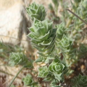 Photographie n°233683 du taxon Crucianella maritima L. [1753]
