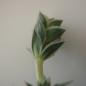 Photographie n°233684 du taxon Crucianella maritima L. [1753]