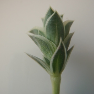 Photographie n°233685 du taxon Crucianella maritima L. [1753]
