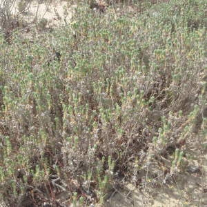 Photographie n°233686 du taxon Crucianella maritima L. [1753]