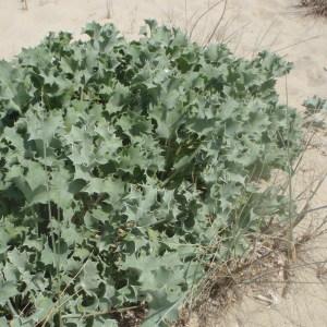 Photographie n°233690 du taxon Eryngium maritimum L. [1753]