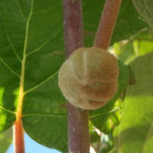 Photographie n°233699 du taxon Actinidia chinensis Planch. [1847]