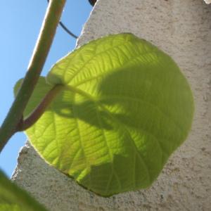 Photographie n°233701 du taxon Actinidia chinensis Planch. [1847]