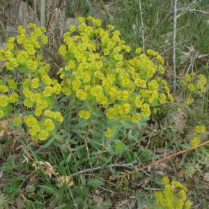 Photographie n°233714 du taxon Euphorbia nicaeensis All. [1785]