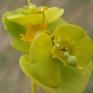 Photographie n°233715 du taxon Euphorbia nicaeensis All. [1785]