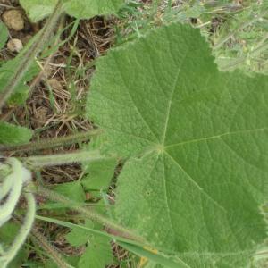 Photographie n°233720 du taxon Alcea biennis Winterl [1788]