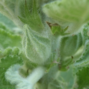 Photographie n°233722 du taxon Alcea biennis Winterl [1788]