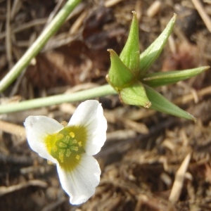  - Damasonium polyspermum Coss. [1849]