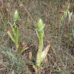 Photographie n°233733 du taxon Himantoglossum hircinum (L.) Spreng. [1826]