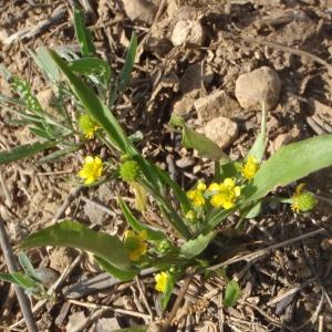 Photographie n°233750 du taxon Ranunculus ophioglossifolius Vill. [1789]