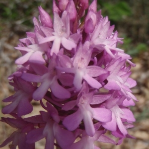 Photographie n°233753 du taxon Anacamptis pyramidalis (L.) Rich. [1817]