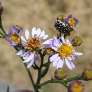 Photographie n°233795 du taxon Aster tripolium L. [1753]