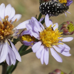 Photographie n°233797 du taxon Aster tripolium L. [1753]