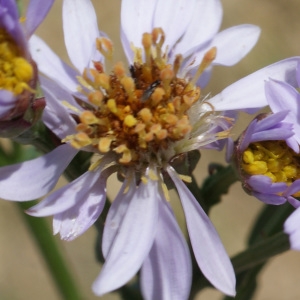 Photographie n°233799 du taxon Aster tripolium L. [1753]