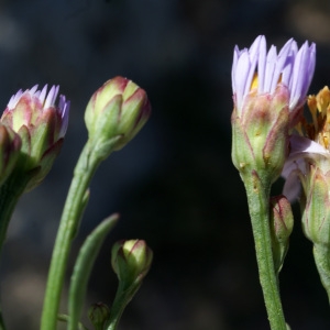 Photographie n°233804 du taxon Aster tripolium L. [1753]