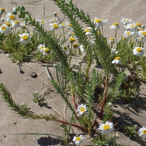 Photographie n°233806 du taxon Euphorbia paralias L. [1753]