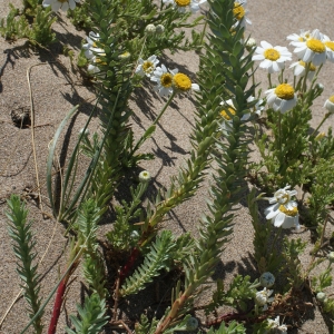 Photographie n°233808 du taxon Euphorbia paralias L. [1753]