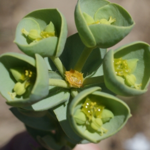 Photographie n°233810 du taxon Euphorbia paralias L. [1753]