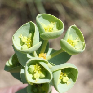 Photographie n°233813 du taxon Euphorbia paralias L. [1753]