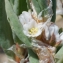  Liliane Roubaudi - Polygonum maritimum L. [1753]