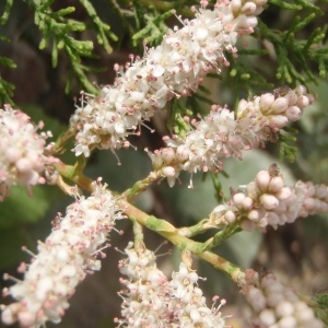 Photographie n°233840 du taxon Tamarix africana Poir. [1789]