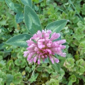 Photographie n°233860 du taxon Trifolium pratense L. [1753]