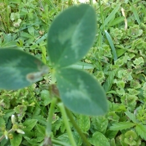 Photographie n°233863 du taxon Trifolium pratense L. [1753]