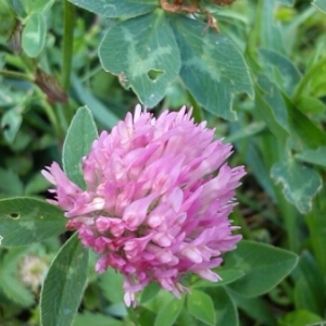 Photographie n°233866 du taxon Trifolium pratense L. [1753]