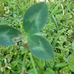 Photographie n°233867 du taxon Trifolium pratense L. [1753]