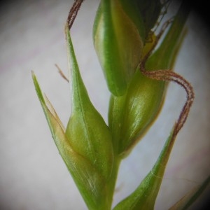 Photographie n°233875 du taxon Carex sylvatica Huds.