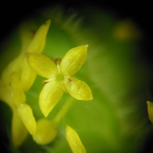 Photographie n°233881 du taxon Galium cruciata (L.) Scop.